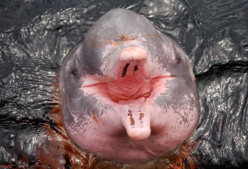 Albinism Variant