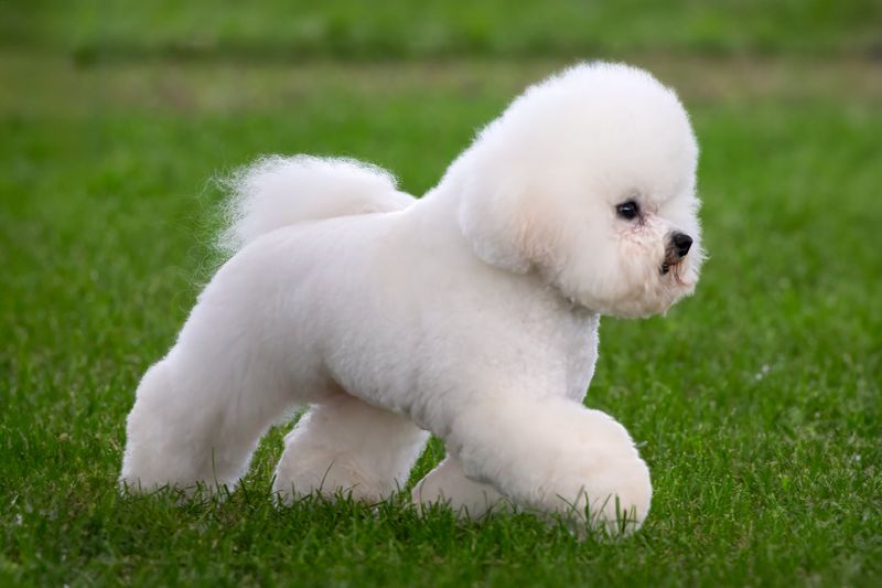 Fluffy Clouds On Tiny Legs