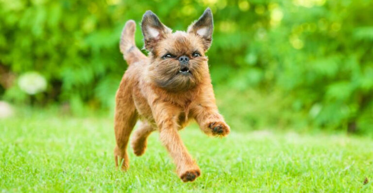 These 15 Dogs Are Ideal For Allergy-Prone Families