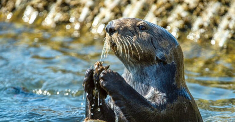 These 16 Sea Animals Should Not Be This Smart