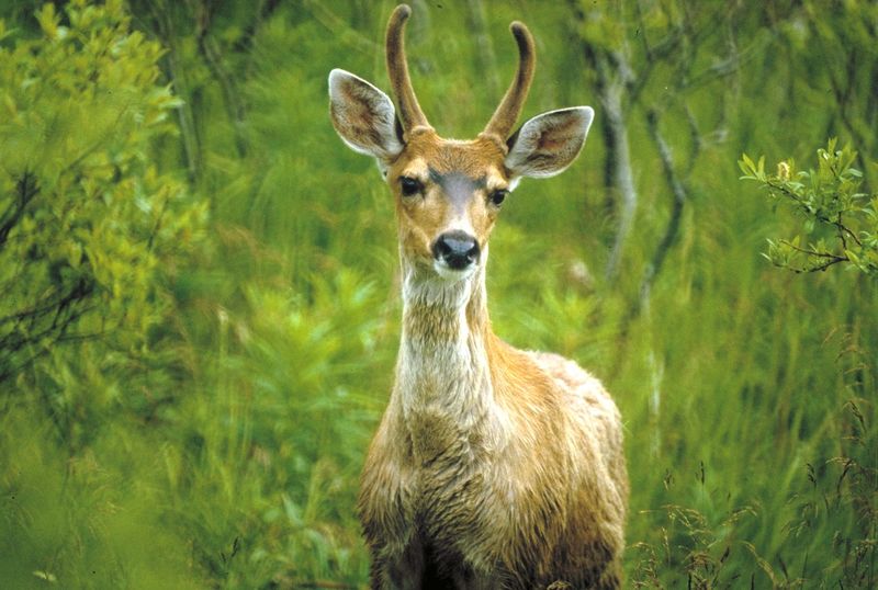 Sitka Black-Tailed Deer