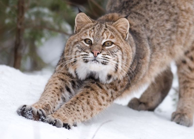 The New Hampshire Snow Stalker