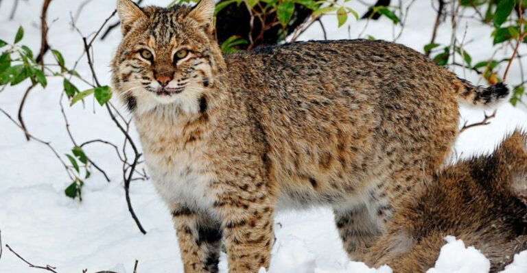 These Are The Most Massive Bobcats Ever Measured In The U.S
