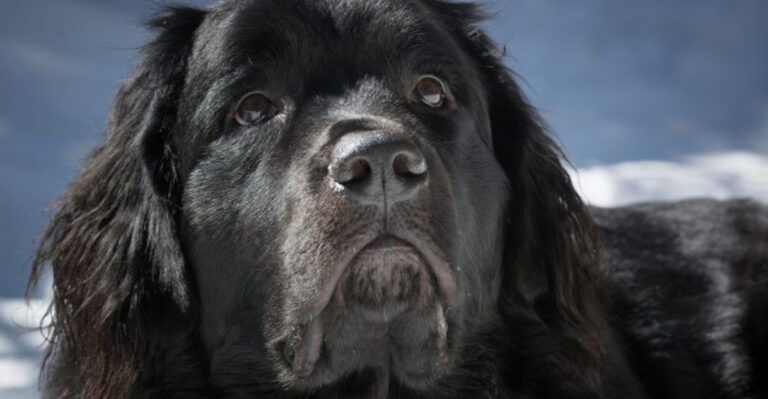 These Are The Top 15 Quiet Dog Breeds Of 2025, According To The AKC