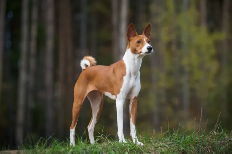 Basenji: The Barkless Wonder