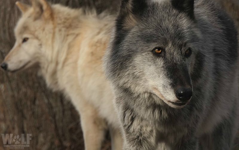 Breeding Patterns Differ