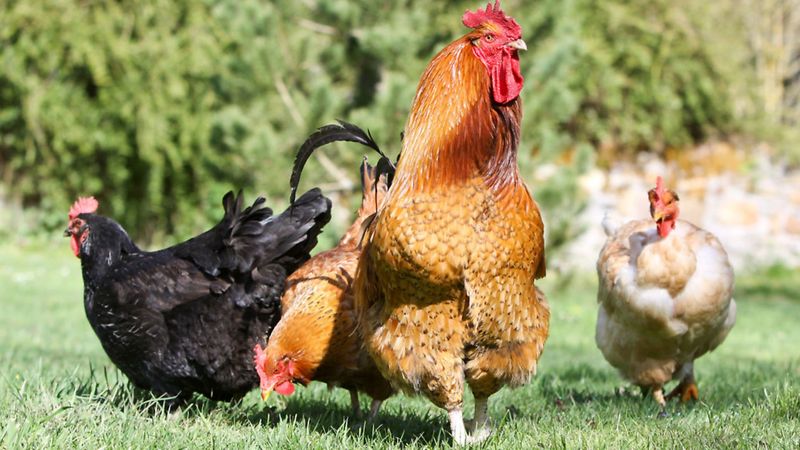 Social Flock Dynamics