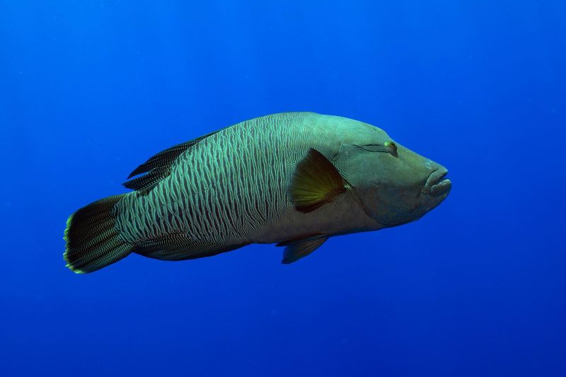 Fishermen Are Catching Bizarre New Species