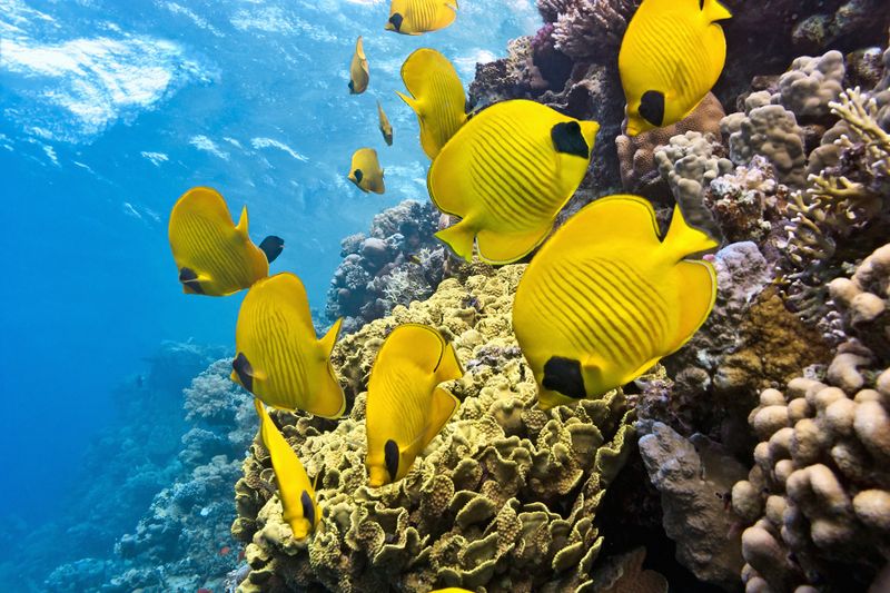 Scientists Are Tracking Them With DNA