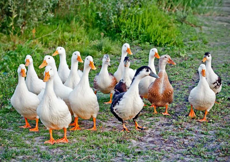 Ducks Need Friends – They're Social Creatures