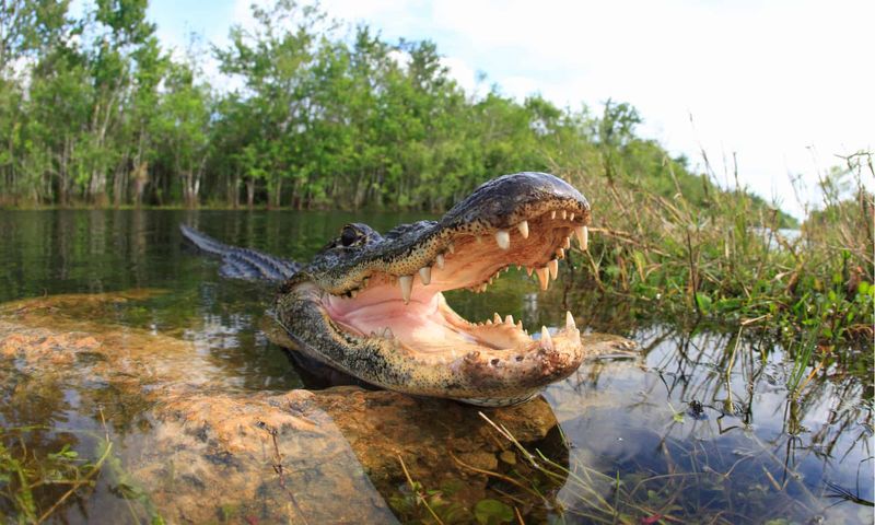 Attacks on Humans Are Extremely Rare