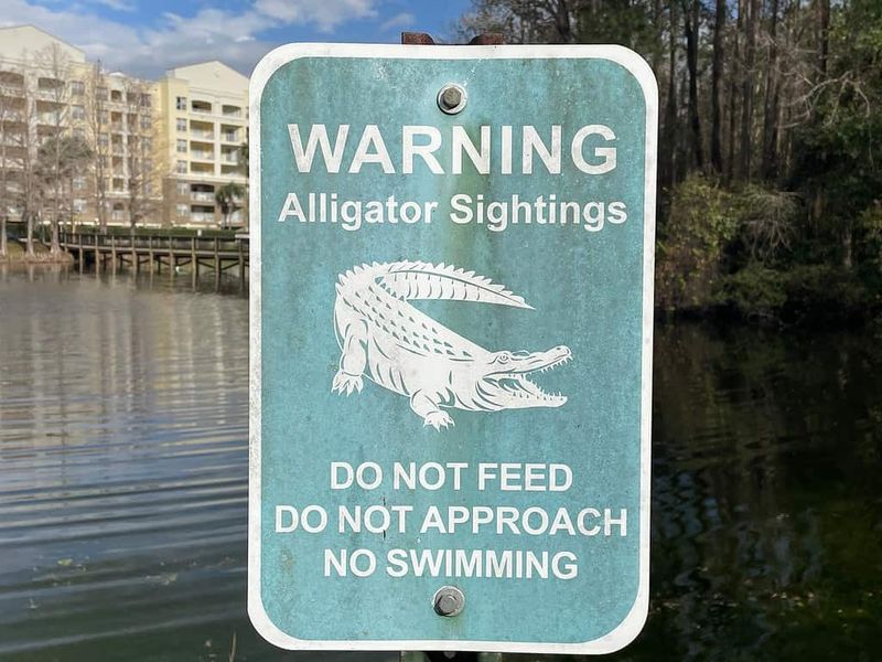 Feeding Alligators Creates Dangerous Situations