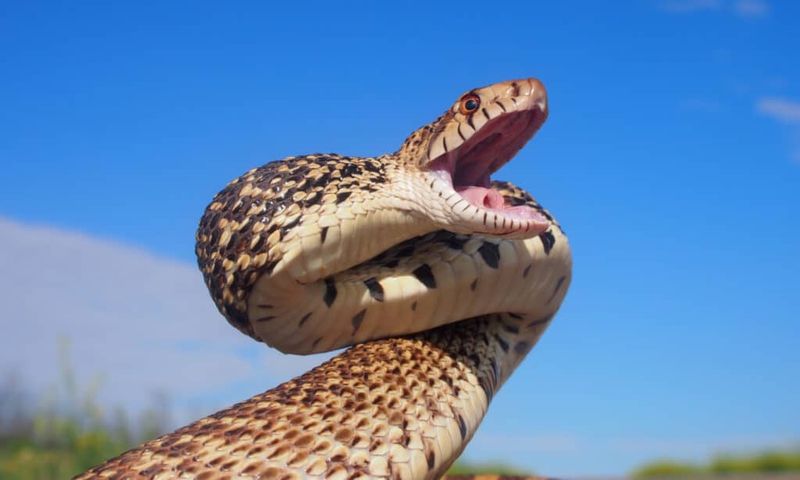 Not Venomous - Just Really Good At Pretending
