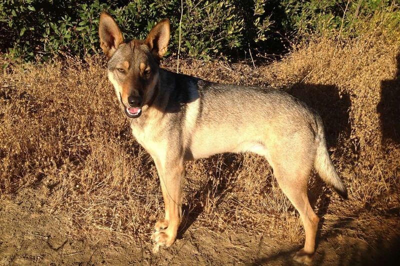 Coyotes Can Interbreed With Domestic Dogs