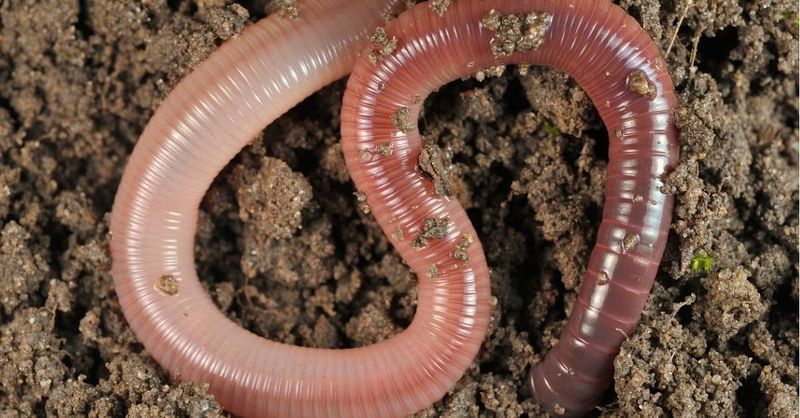 Earthworms Have Five Hearts