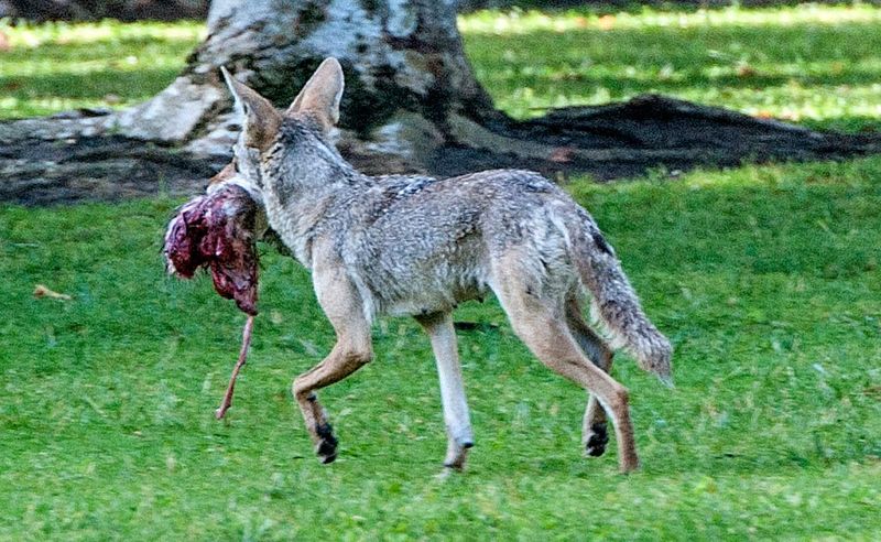 Coyotes Are Opportunistic Feeders