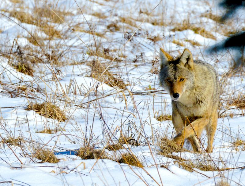 Coyotes Have A Unique Hunting Strategy