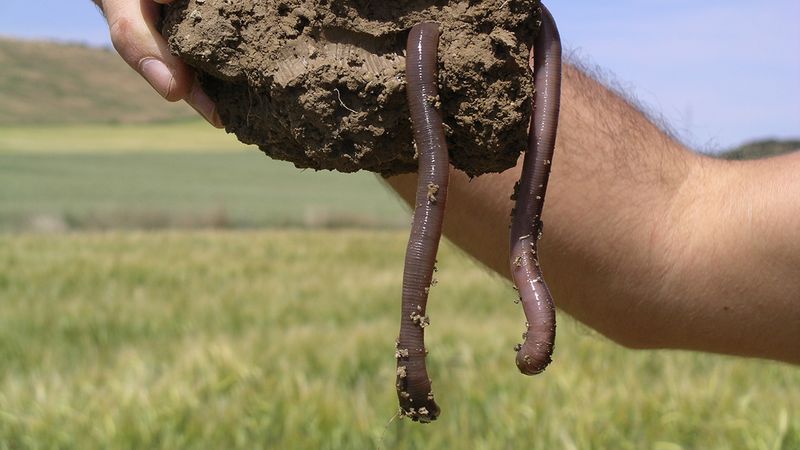Earthworms Are Found On Every Continent Except Antarctica