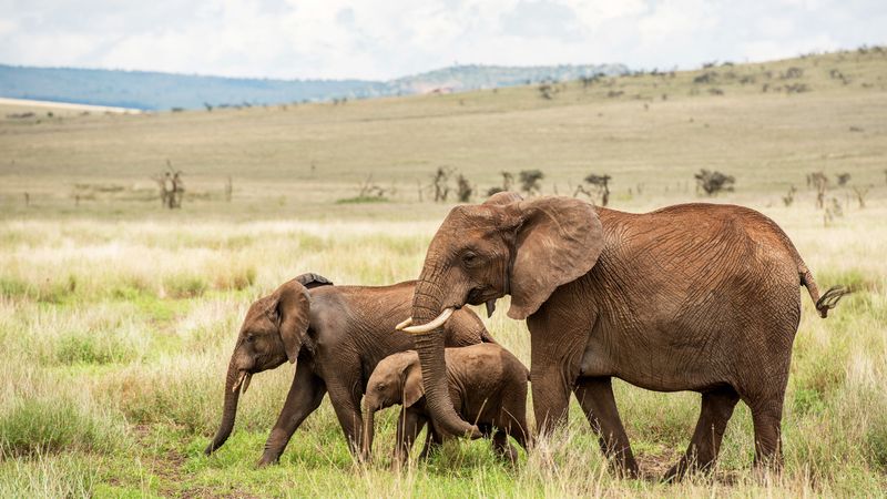 Their Ears Are Shaped Like Their Native Continents