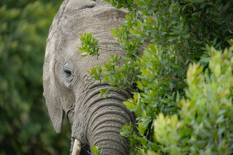 Elephant Brains Weigh Over 10 Pounds