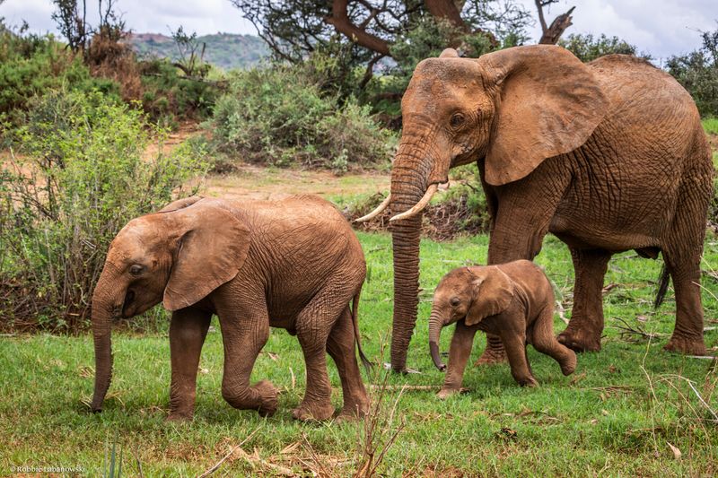 Elephant Pregnancy Lasts Nearly Two Years