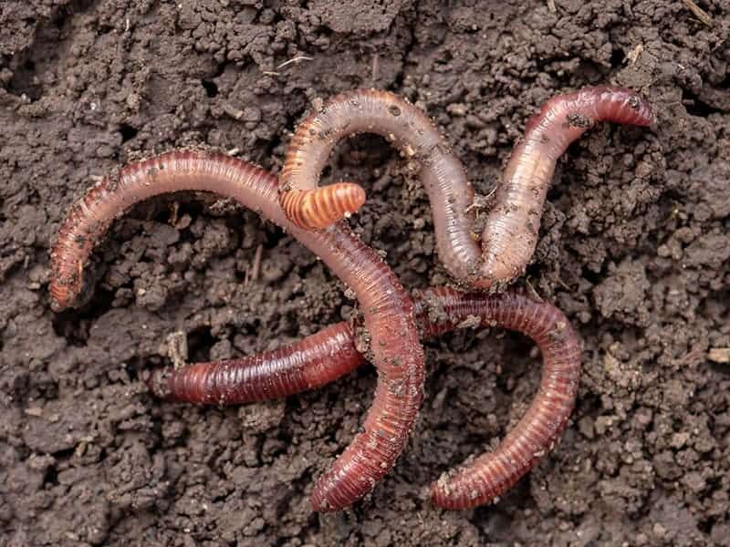 Earthworms Can Travel Underground For Over 3 Feet In A Single Day