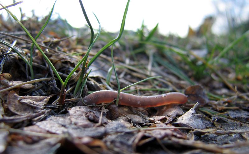 Earthworms Communicate Using Vibrations