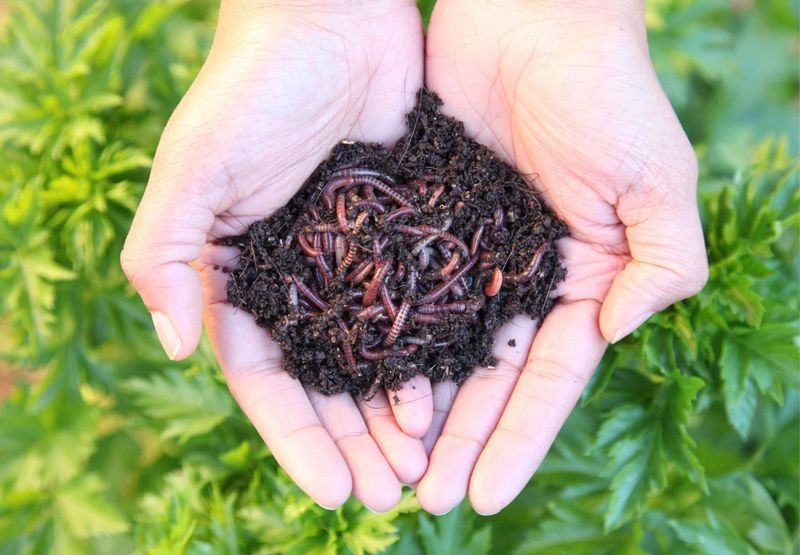 Earthworm Castings Are Highly Fertile