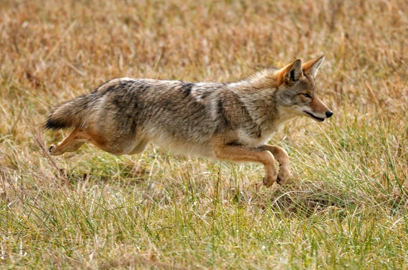 Coyotes Are Known For Their Speed And Agility