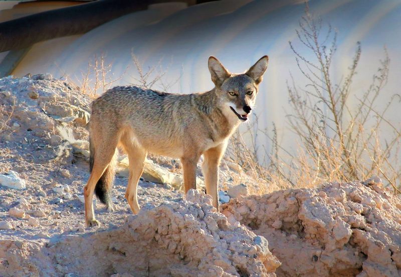 Coyotes Are Generally Fearful Of Humans