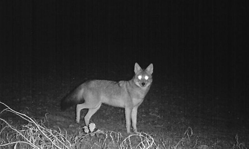 Coyotes Are More Active At Night