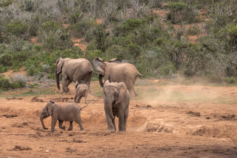 Elephants Are Terrified Of Bees