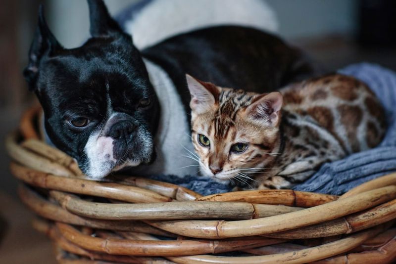 They Are Calm Around Other Pets