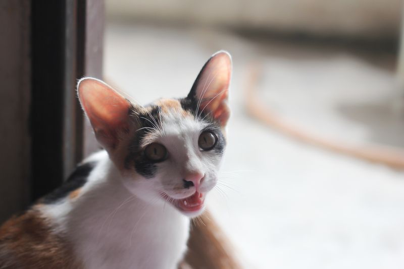 Greeting You At The Door Every Day