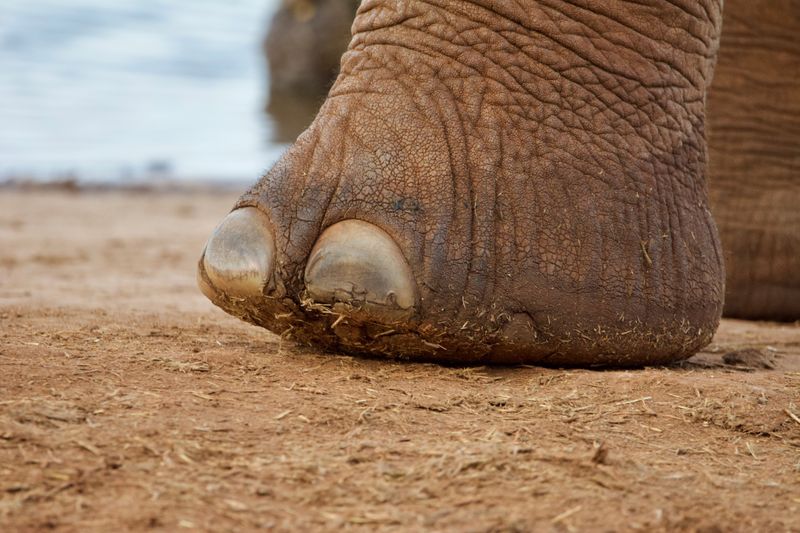 Elephant Feet Have Built-in Shock Absorbers