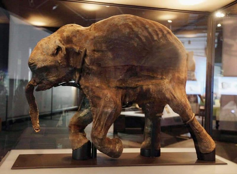 Preserved Permafrost Mammoths Tell Their Tale