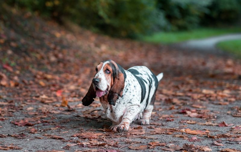 Not Every Dog Can Be A Service Dog