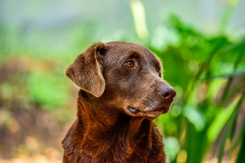 Retired Service Dogs Deserve A Peaceful Life