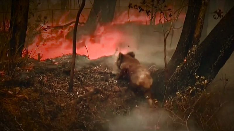 Koalas And Bushfires