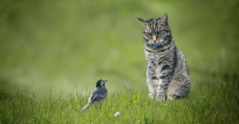 Things You Need To Know About Bird Flu In Cats (And What It Means For Humans)