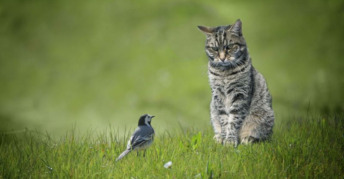 Things You Need To Know About Bird Flu In Cats (And What It Means For Humans)
