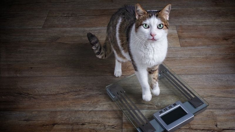 Weight Fluctuations: The Scale Surprise