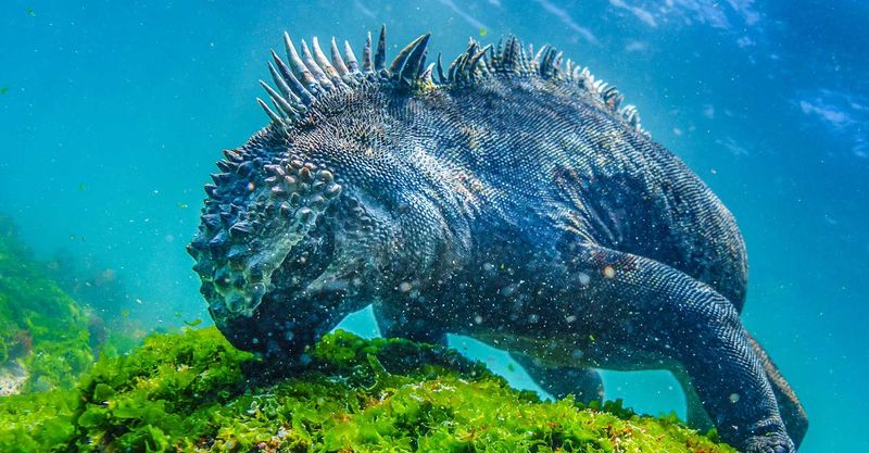 Underwater Breathing Trick