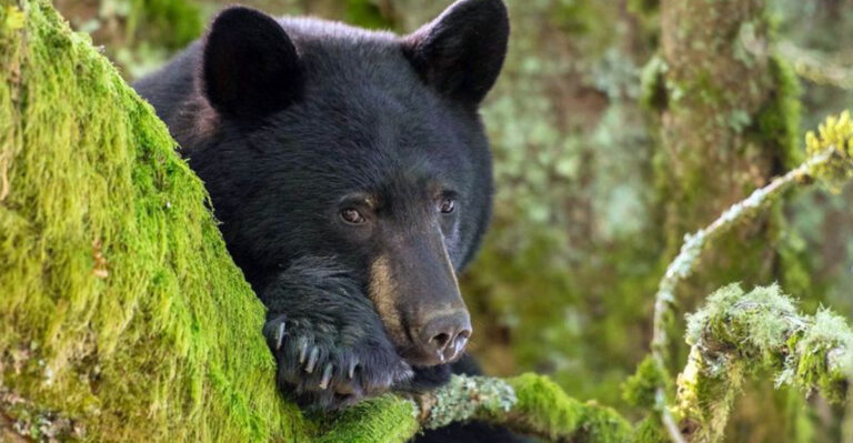 This National Park Has The Largest Population Of Wild Bears In The U.S.