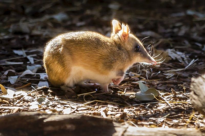 Bandicoot: The Elusive Forest Forager