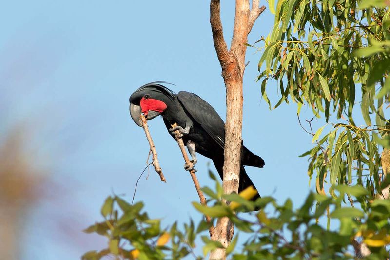 Anvil Specialists: Palm Cockatoos