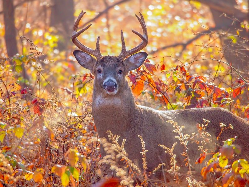 White-Tailed Deer