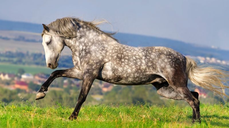 Andalusian