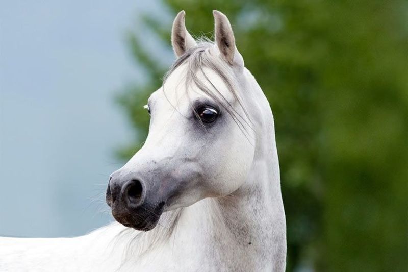 Arabian