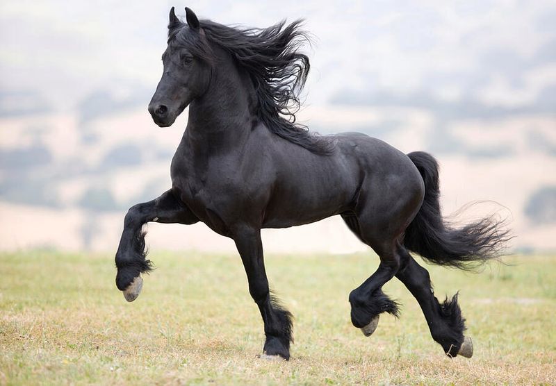 Friesian: Majestic Black Beauties